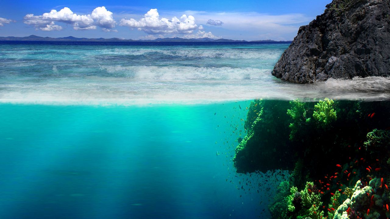 Обои море, берег, скалы, подводный мир, растительность, рыба