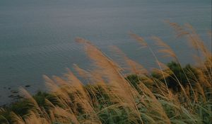 Превью обои море, берег, трава, вид, пейзаж