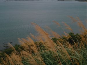 Превью обои море, берег, трава, вид, пейзаж