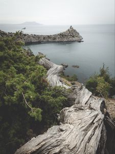 Превью обои море, бухта, берег, дерево, ствол