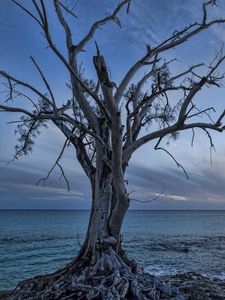 Превью обои море, дерево, пейзаж