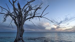 Превью обои море, дерево, пейзаж