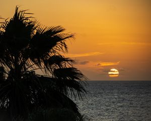 Превью обои море, горизонт, солнце, облака, пальма, ветка