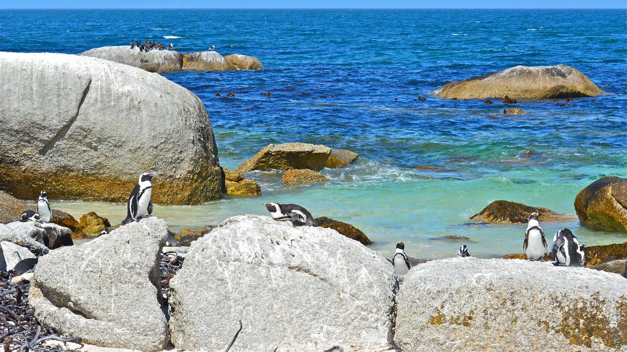 Обои море, камни, пингвины, пейзаж