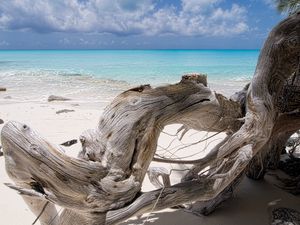 Превью обои море, коряга, голубая вода, пляж, дерево, сухое