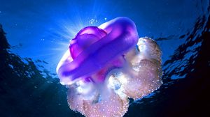 Превью обои море, медуза, подводный, свет