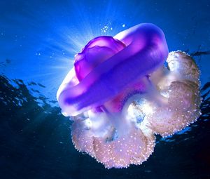 Превью обои море, медуза, подводный, свет