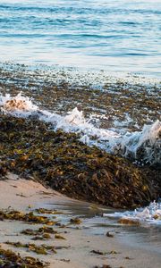 Превью обои море, пена, водоросли, пейзаж