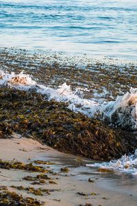 Превью обои море, пена, водоросли, пейзаж