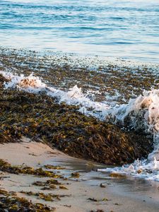 Превью обои море, пена, водоросли, пейзаж