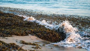 Превью обои море, пена, водоросли, пейзаж