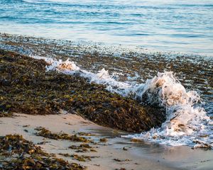 Превью обои море, пена, водоросли, пейзаж