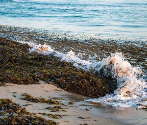 Превью обои море, пена, водоросли, пейзаж