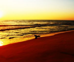 Превью обои море, пляж, птица, закат, волны