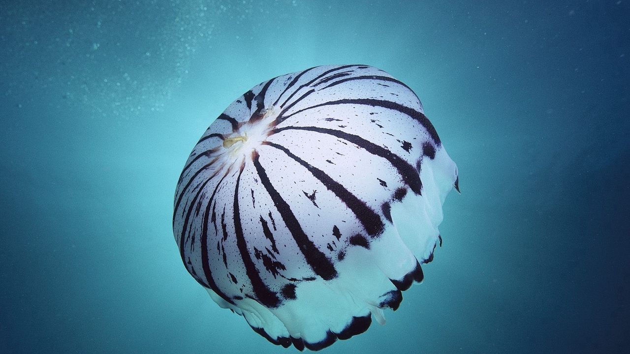Обои море, подводный мир, губка, медуза, плавать