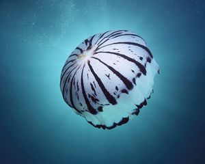 Превью обои море, подводный мир, губка, медуза, плавать