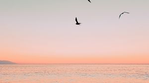Превью обои море, птицы, волны, сумерки