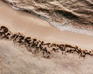 Превью обои море, волна, пляж, водоросли