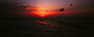 Превью обои море, закат, птицы