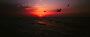 Превью обои море, закат, птицы