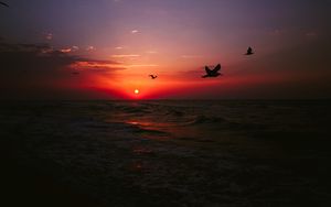 Превью обои море, закат, птицы