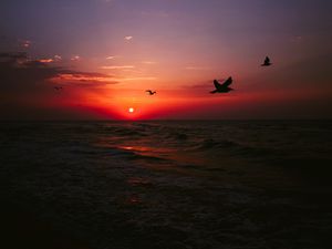 Превью обои море, закат, птицы