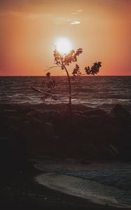 Превью обои море, закат, сумерки, дерево, птица, побережье
