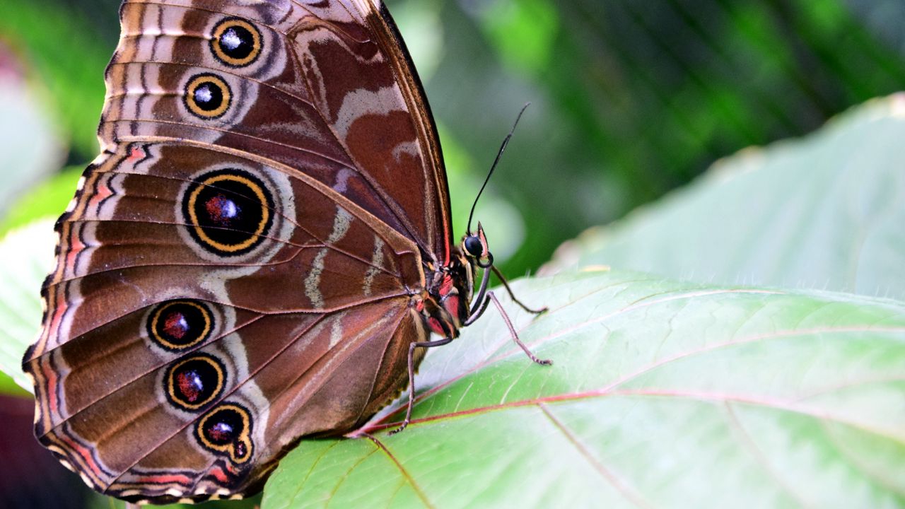 Обои морфо пелеида, бабочка, узоры, крылья