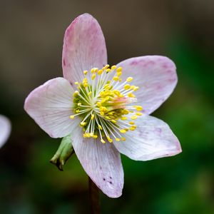 Превью обои морозник, цветы, лепестки, розовый