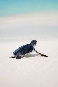 Превью обои морская черепаха, черепаха, берег, животное