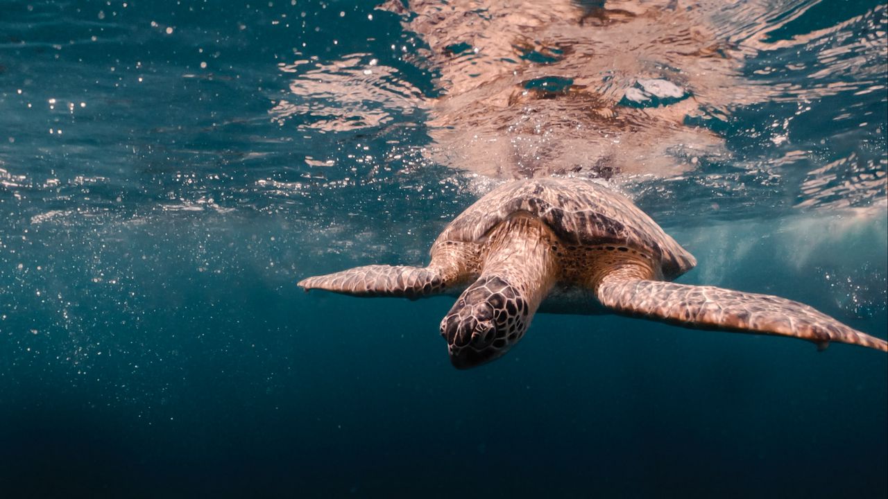 Обои морская черепаха, черепаха, панцирь, море, вода