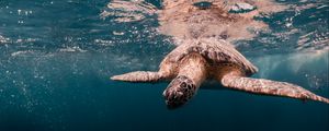 Превью обои морская черепаха, черепаха, панцирь, море, вода