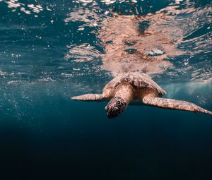 Превью обои морская черепаха, черепаха, панцирь, море, вода