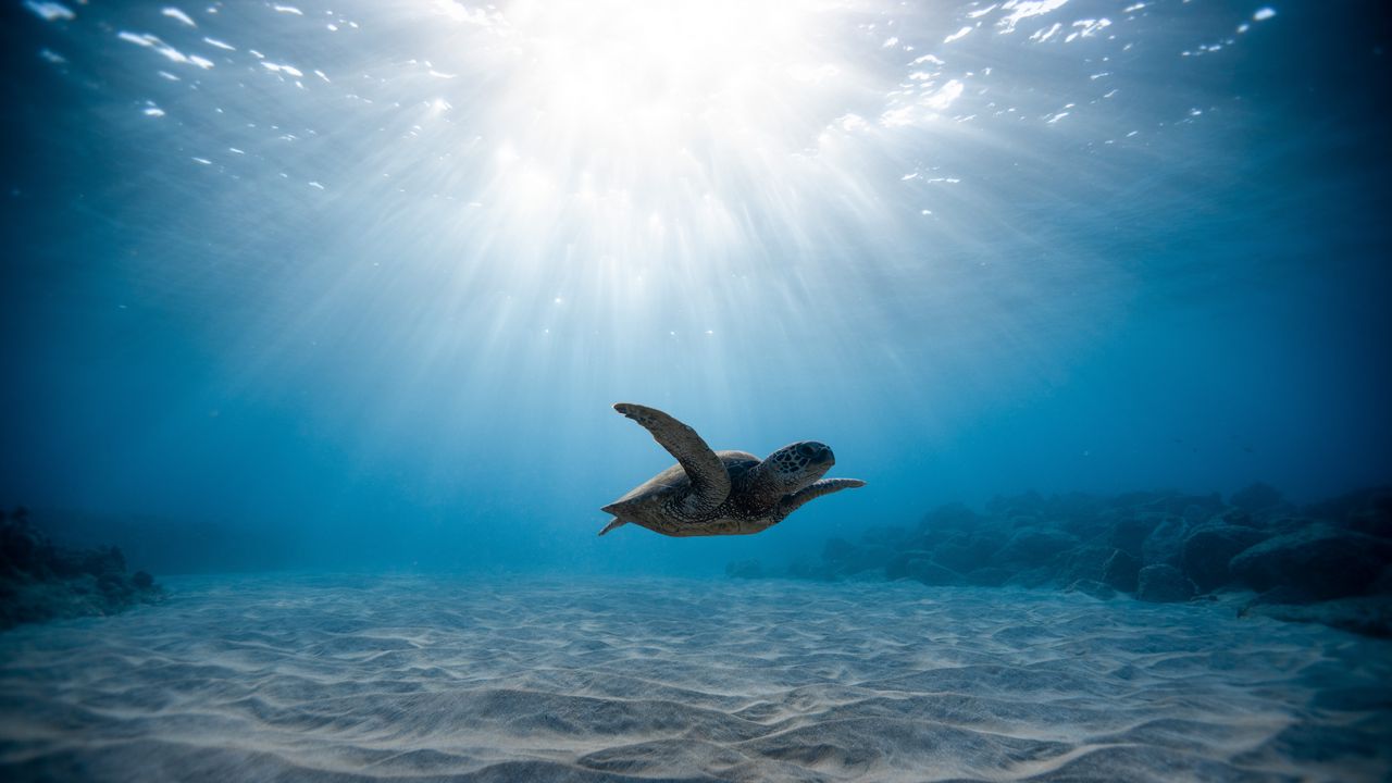 Обои морская черепаха, черепаха, подводный мир, плавание