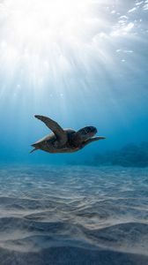 Превью обои морская черепаха, черепаха, подводный мир, плавание