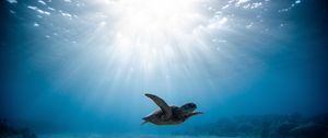 Превью обои морская черепаха, черепаха, подводный мир, плавание