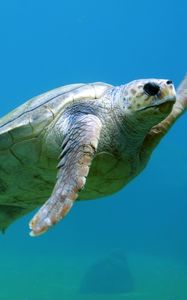 Превью обои морская черепаха, подводный мир, плавать