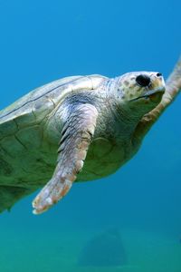 Превью обои морская черепаха, подводный мир, плавать
