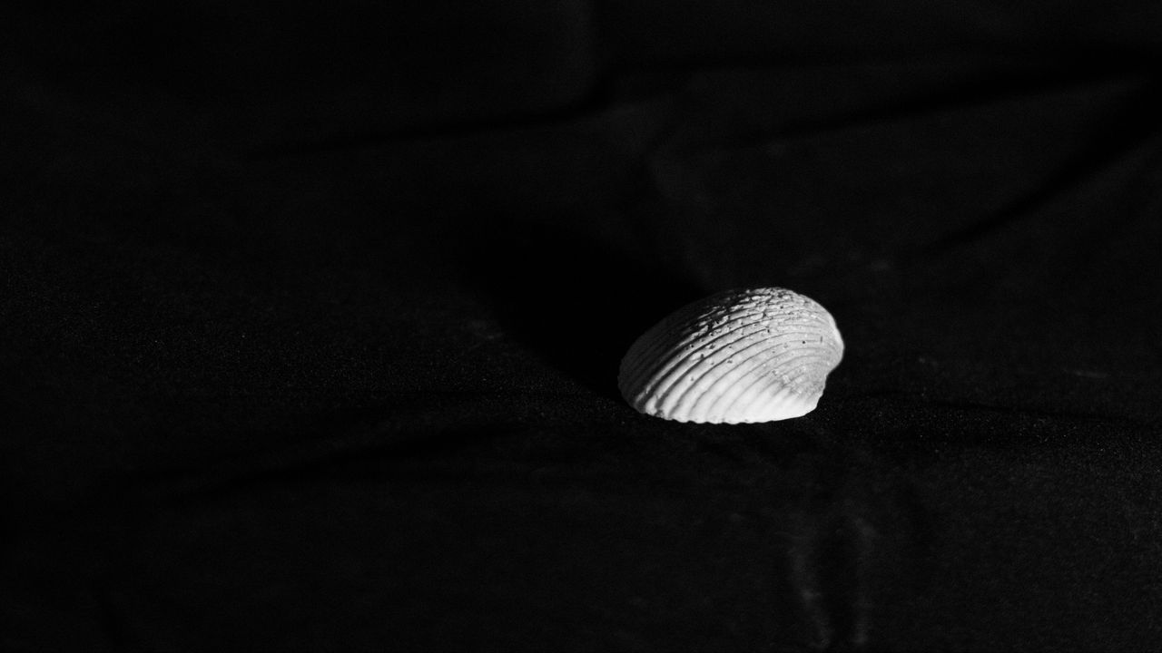Обои морская ракушка, минимализм, черно-белый, контраст