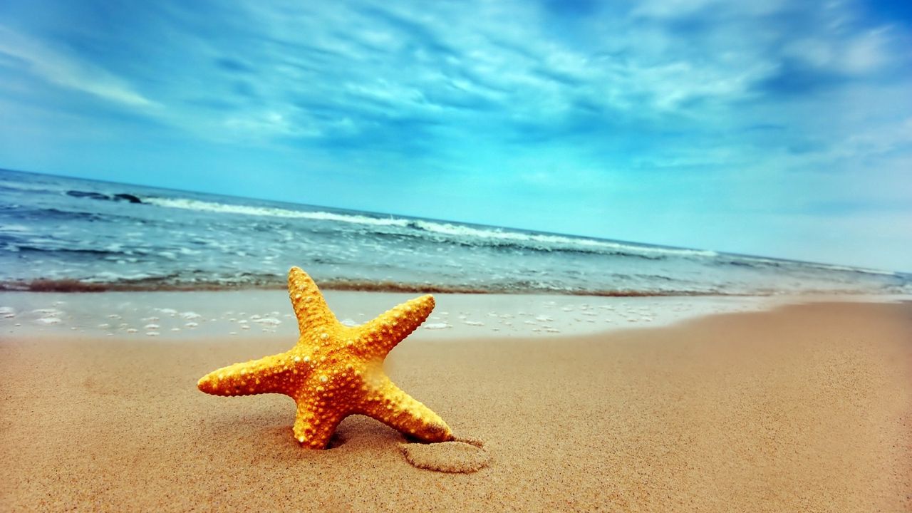 Обои морская звезда, берег, пляж, песок
