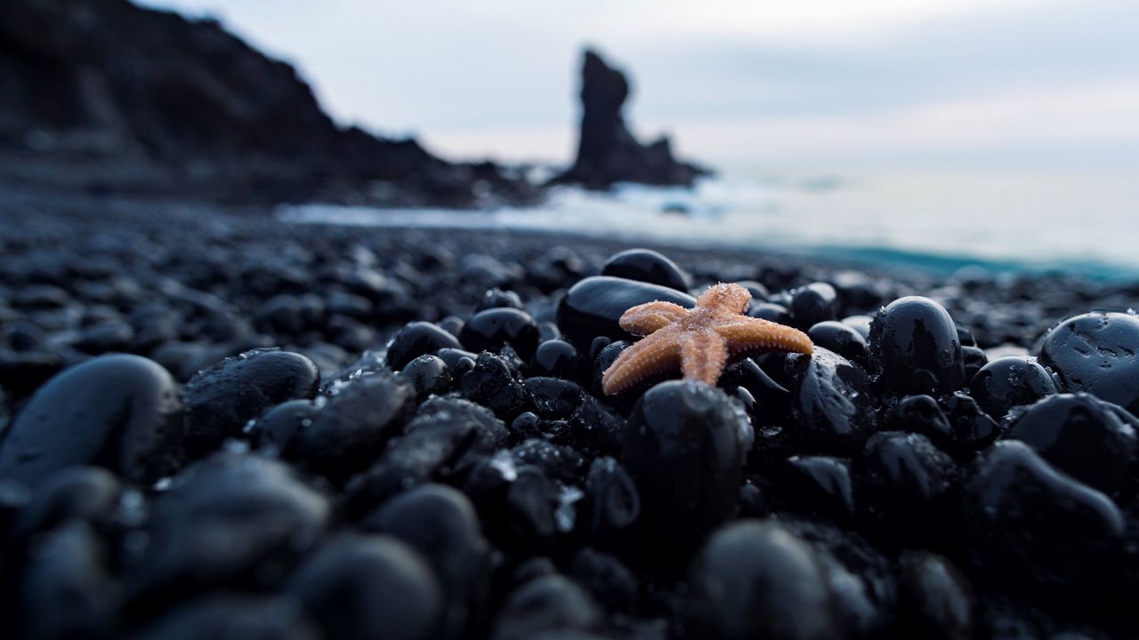 Обои морская звезда, галька, камни, морской