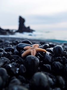 Превью обои морская звезда, галька, камни, морской