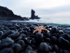 Превью обои морская звезда, галька, камни, морской