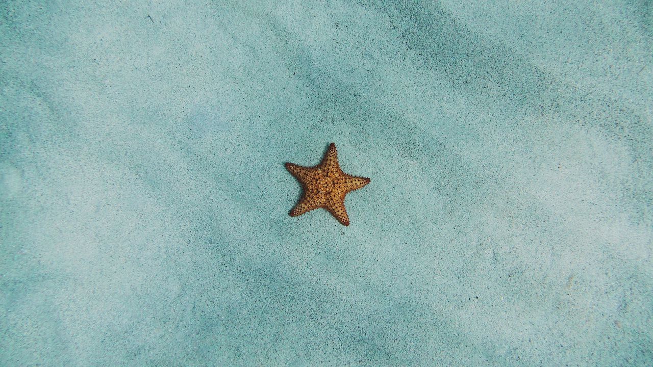 Обои морская звезда, песок, поверхность
