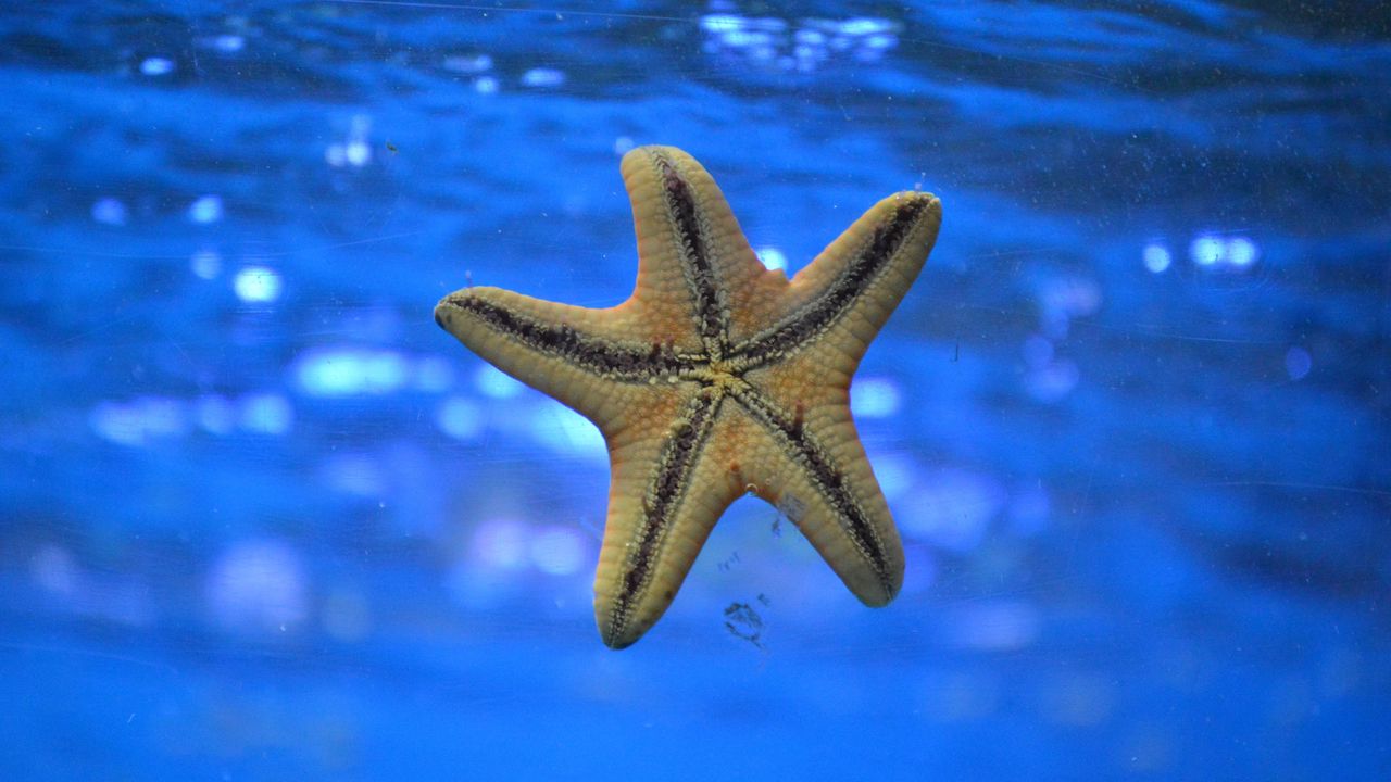 Обои морская звезда, подводный мир, плавать