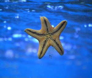 Превью обои морская звезда, подводный мир, плавать