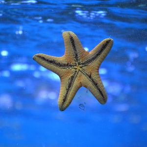 Превью обои морская звезда, подводный мир, плавать