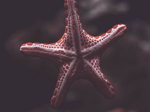 Превью обои морская звезда, существо, море, под водой