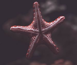 Превью обои морская звезда, существо, море, под водой