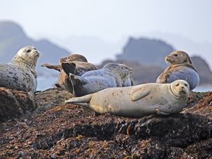 Превью обои морские котики, суша, возвышенность